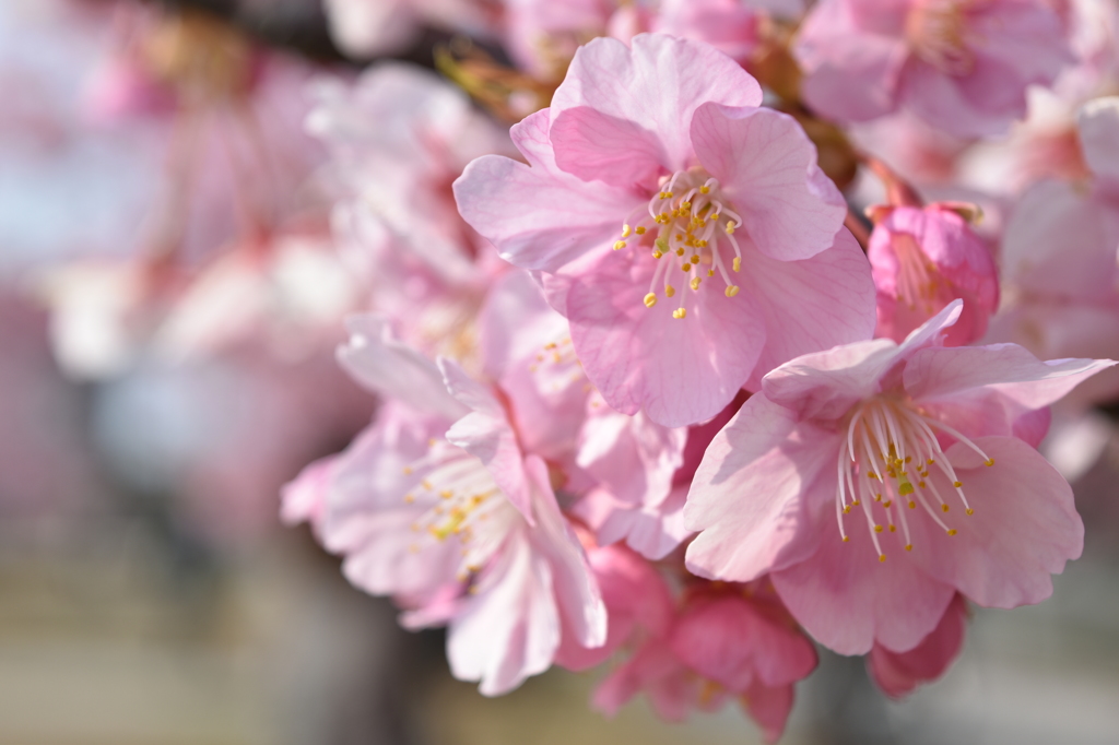 河津桜
