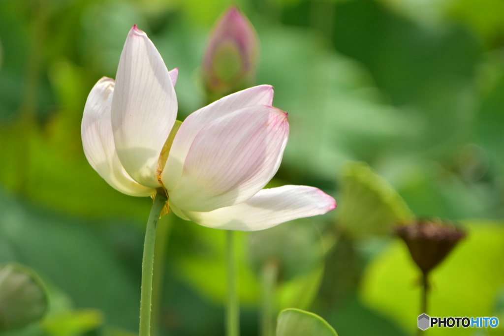 蓮の花