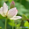 蓮の花