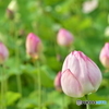 蓮の花