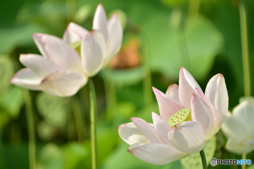蓮の花
