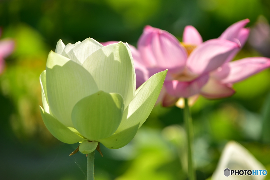 蓮の花