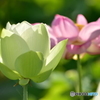 蓮の花