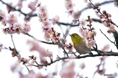 空に向かって♪