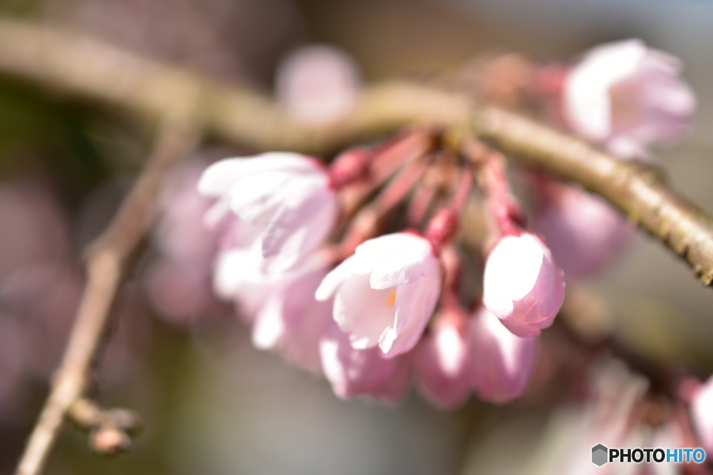 しだれ桜