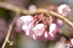 しだれ桜