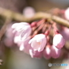 しだれ桜
