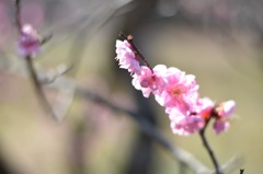梅