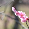 梅