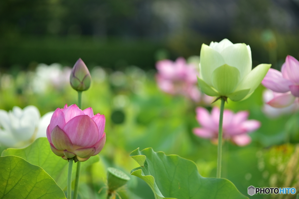 蓮の花