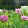 蓮の花