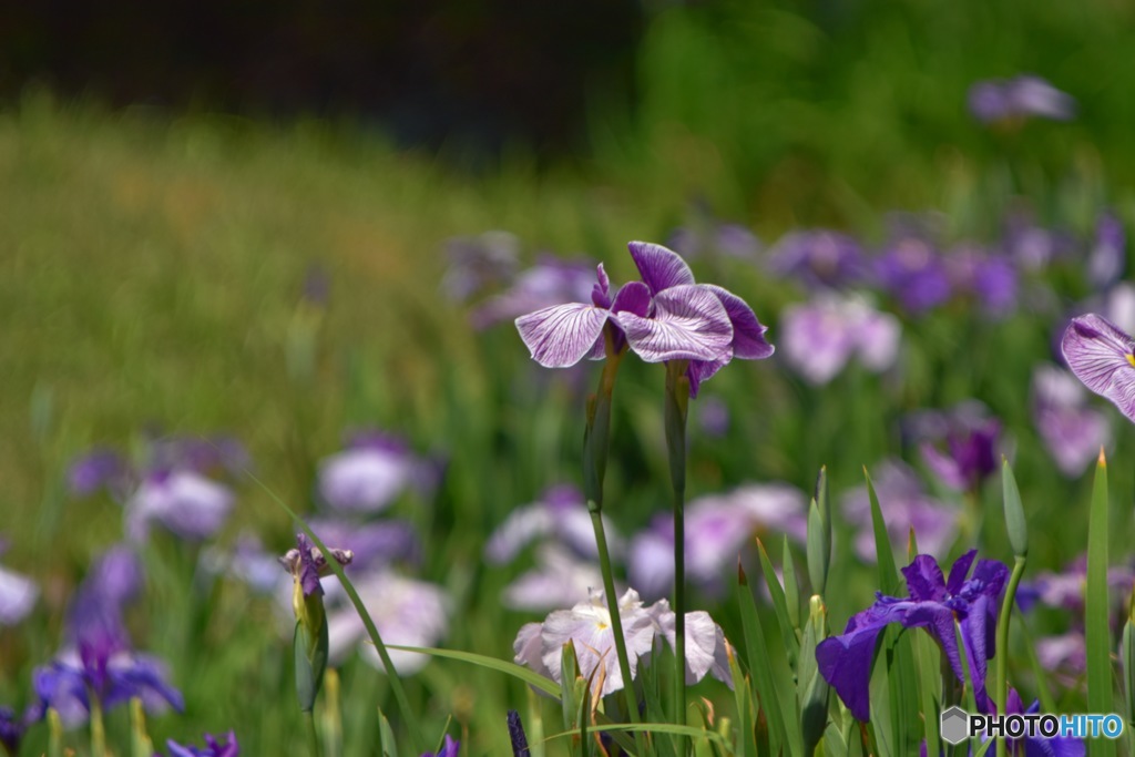 菖蒲の花