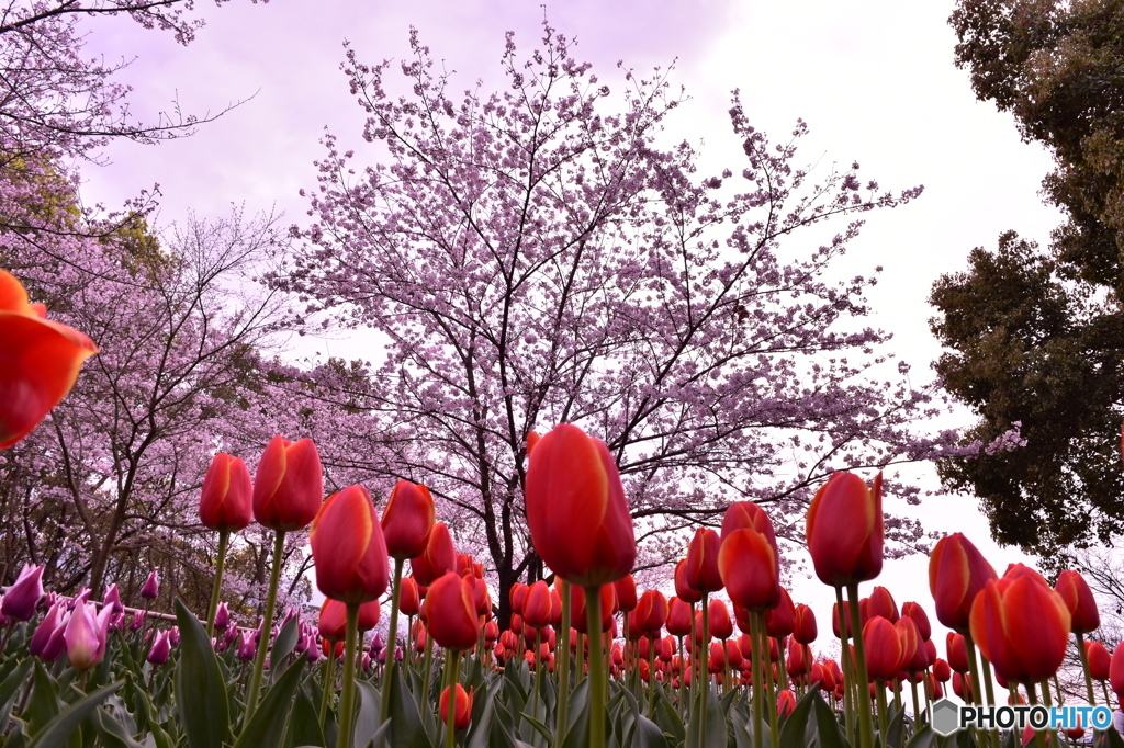 桜とチューリップ