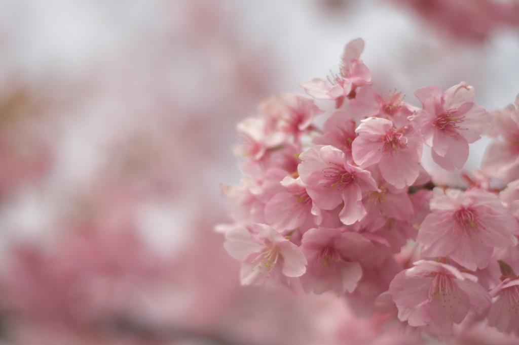 河津桜