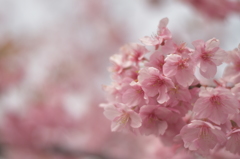 河津桜