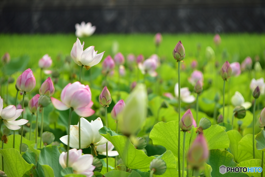 蓮の花