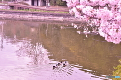 桜とアヒル