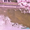 桜とアヒル