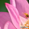 蜜のにおい