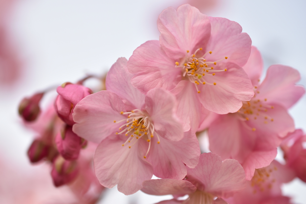 河津桜