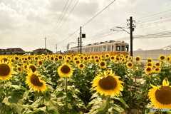 ひまわり畑