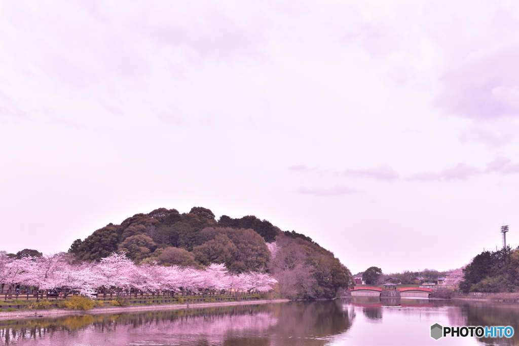 桜並木