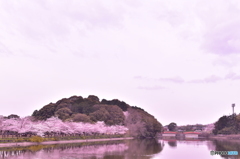 桜並木