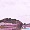 桜並木