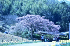 しだれ桜