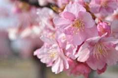 河津桜