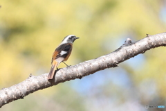 公園　野鳥