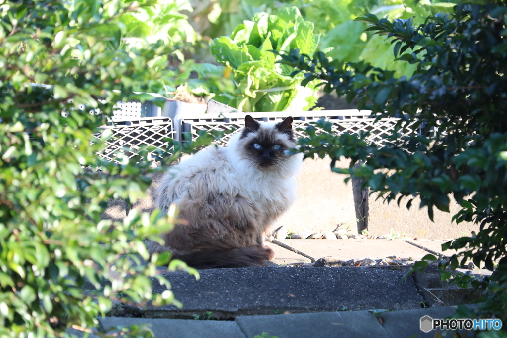 野良猫