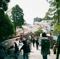 さくら祭り