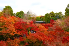 紅葉