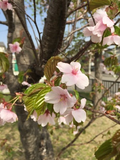 北海道の遅い桜