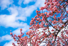 西新井大師の桜