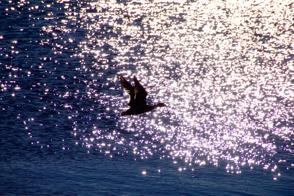 光の海