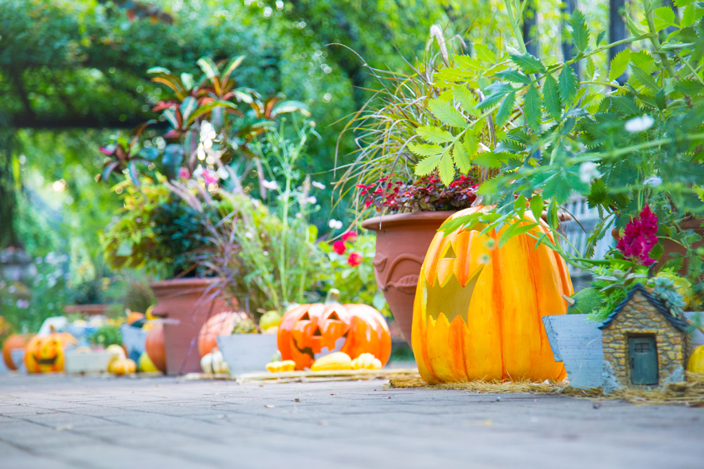 Pumpkin Road