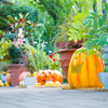 Pumpkin Road