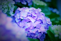ひっそりと紫陽花