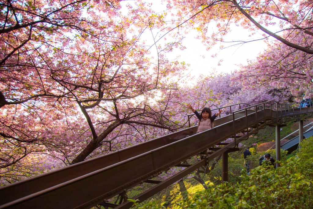 桜街道
