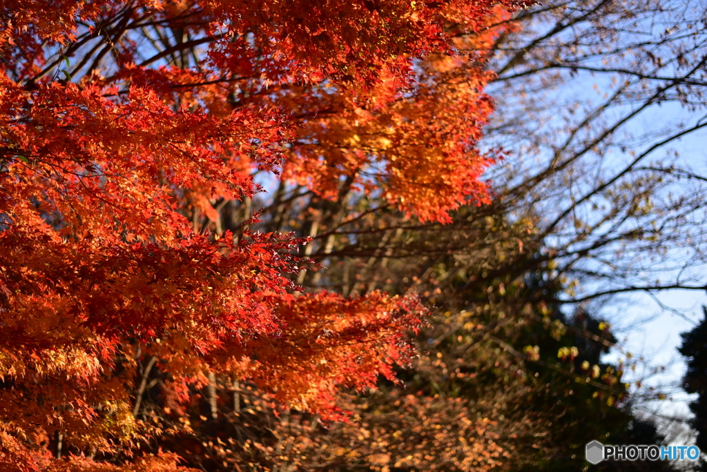 DSC_0432