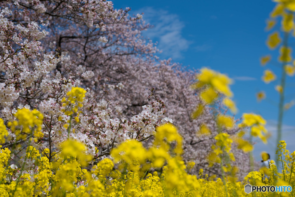 熊谷桜堤で