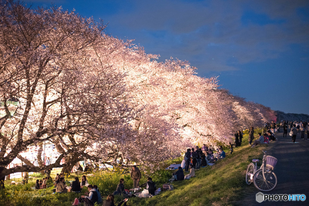 熊谷桜堤　夜