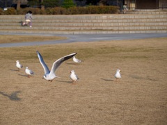 飛べ