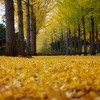 万博記念公園