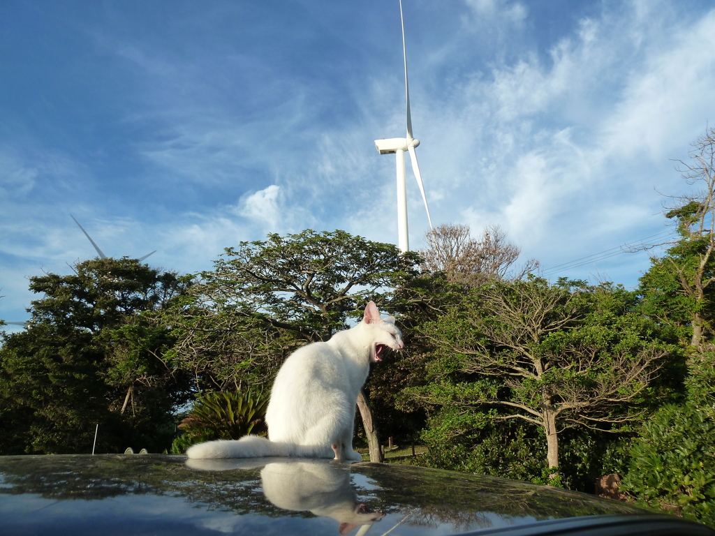 風車と野良猫２