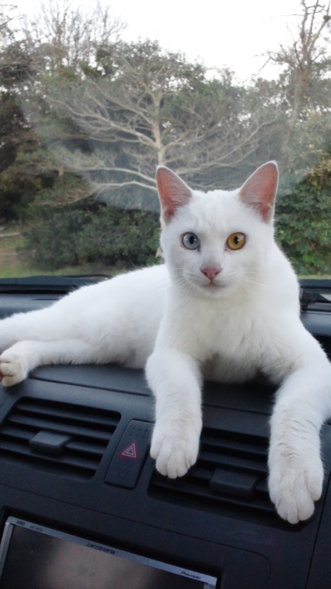 車内の野良猫