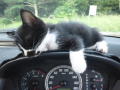 車中で寝る野良猫。