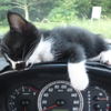 車中で寝る野良猫。